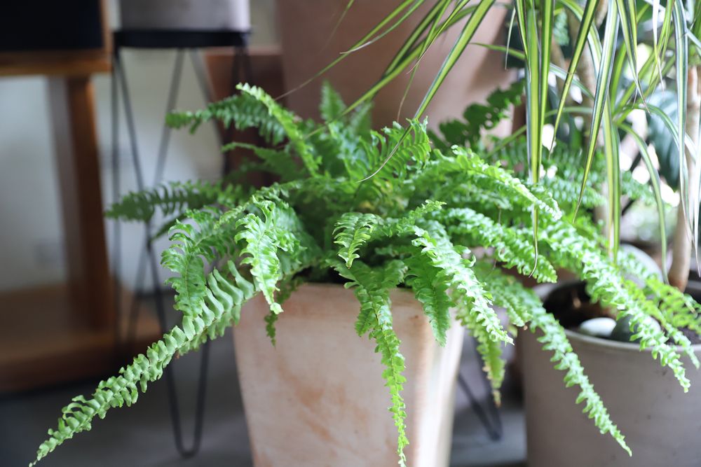 Fern varieties boston fern result