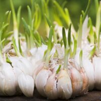 Garlic problems