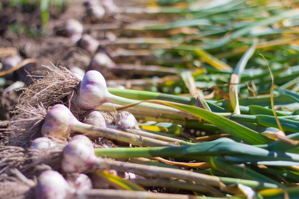 Garlic problems growing from bulbis