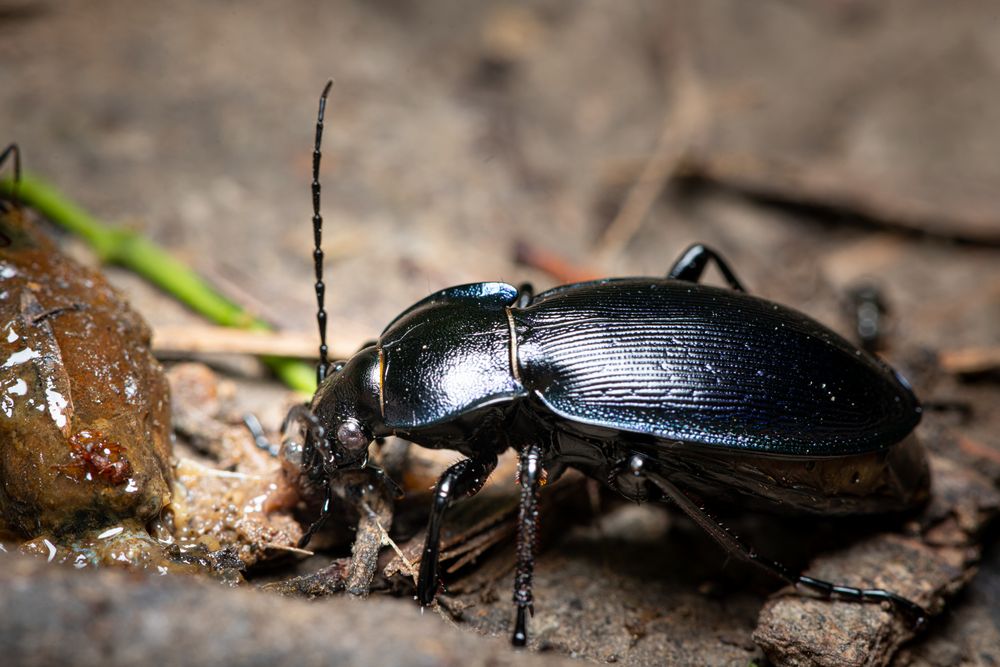 Good bugs ground beetles