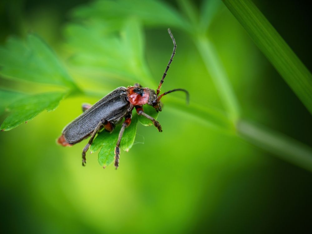Good bugs soldier beetles