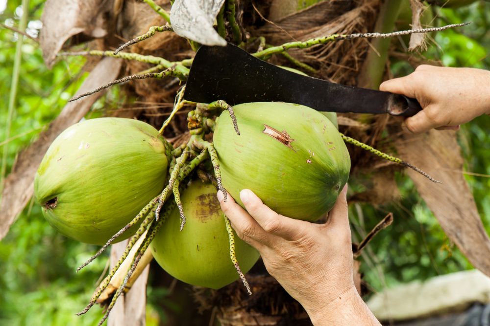 Harvesting coconut