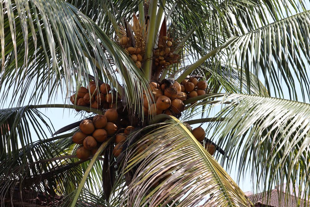 How to grow coconut tree