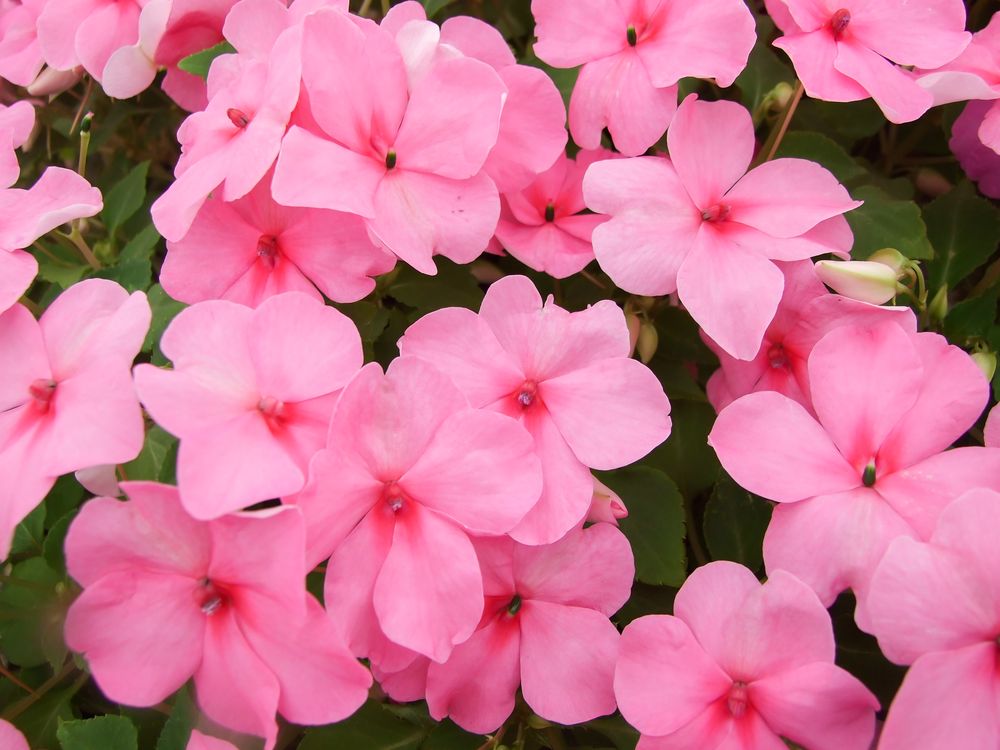 Impatiens varieties