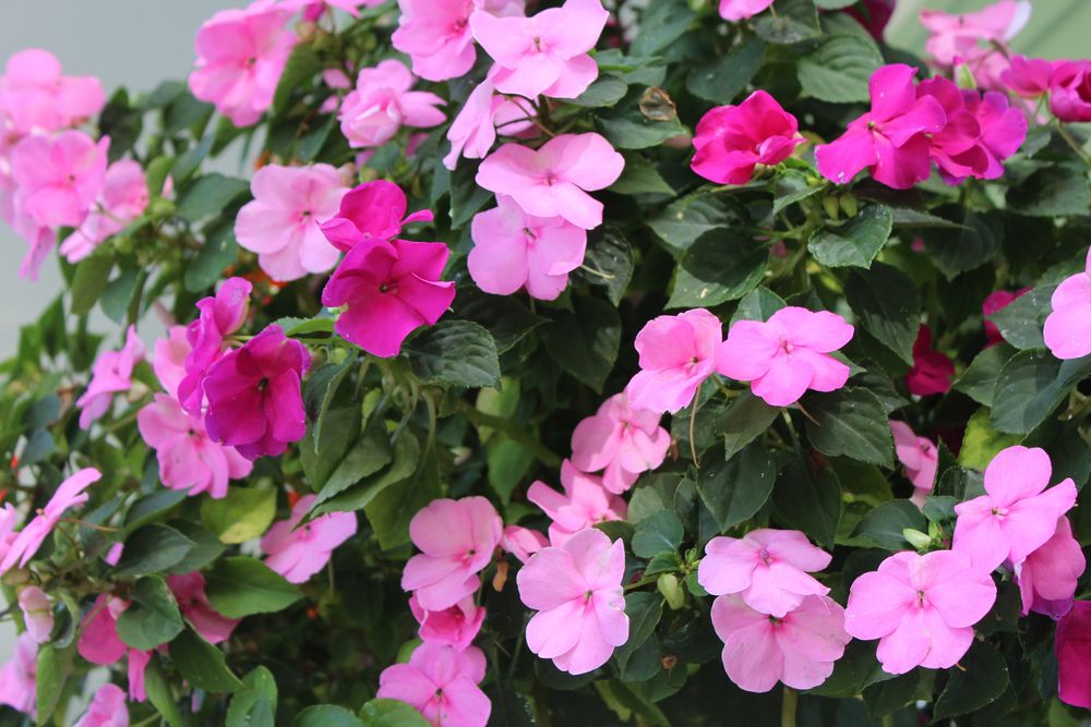 Impatiens varieties impatiens bounce pink flame