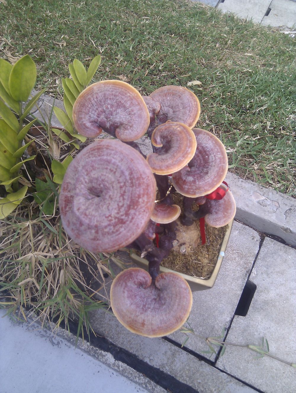 Reishi mushroom