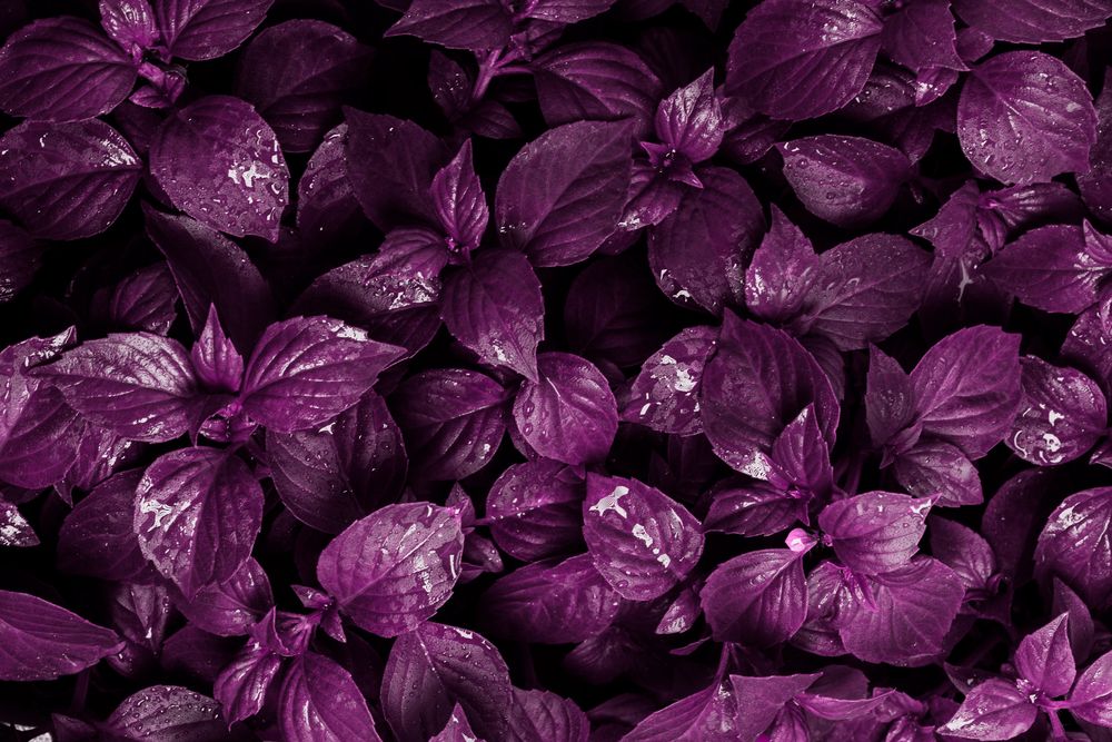 Basil varieties purple basil