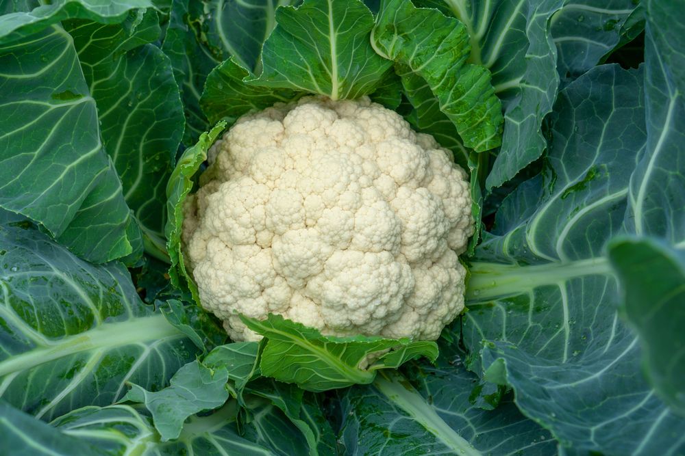 Problems with growing cauliflower: Cauliflower fuzzy