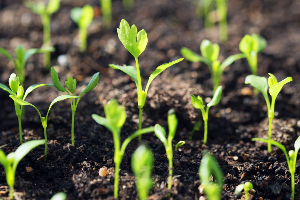 Growing celery rotting stalks