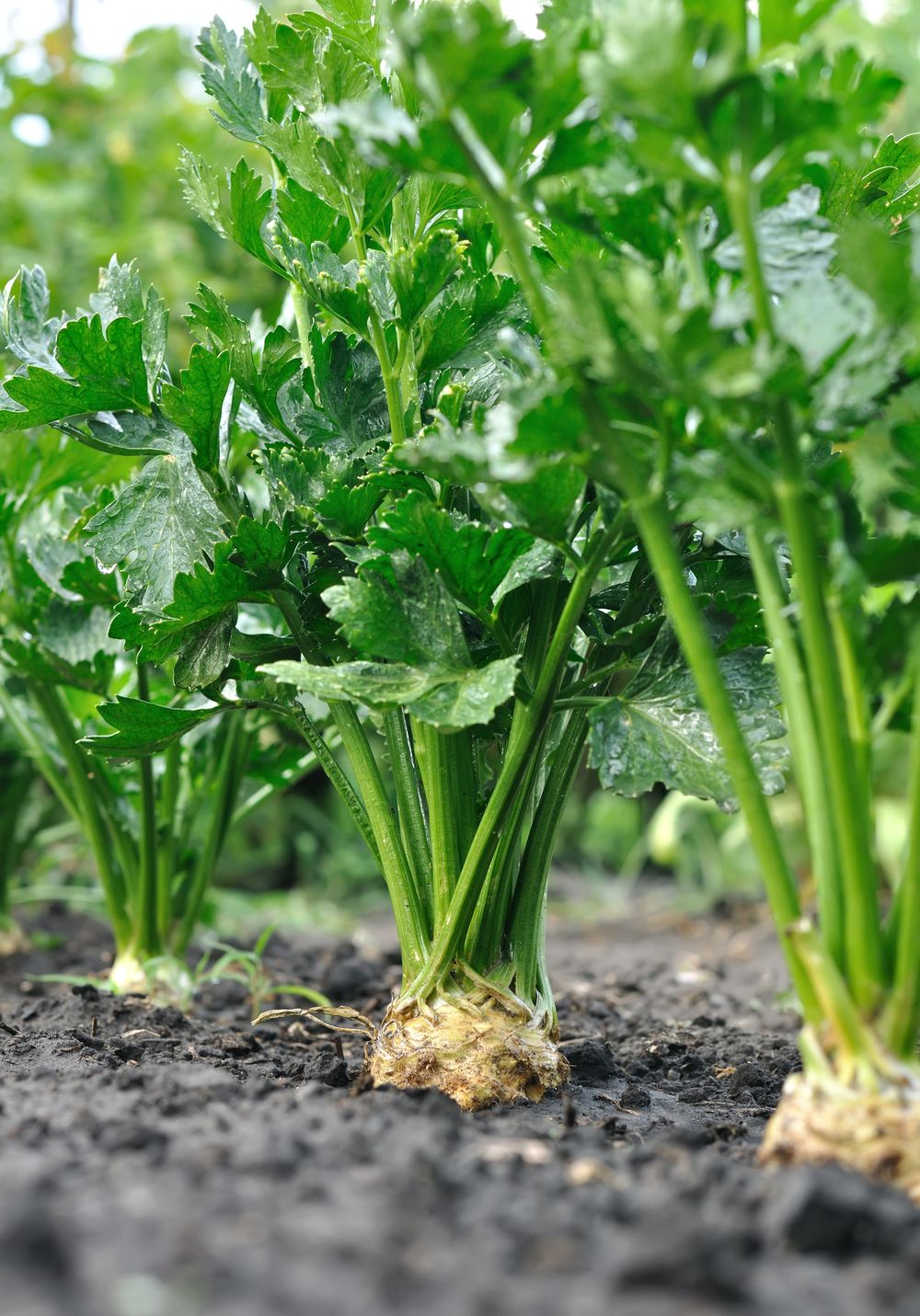 Growing celery yellowing