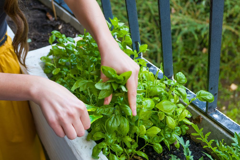 how to harvest basil