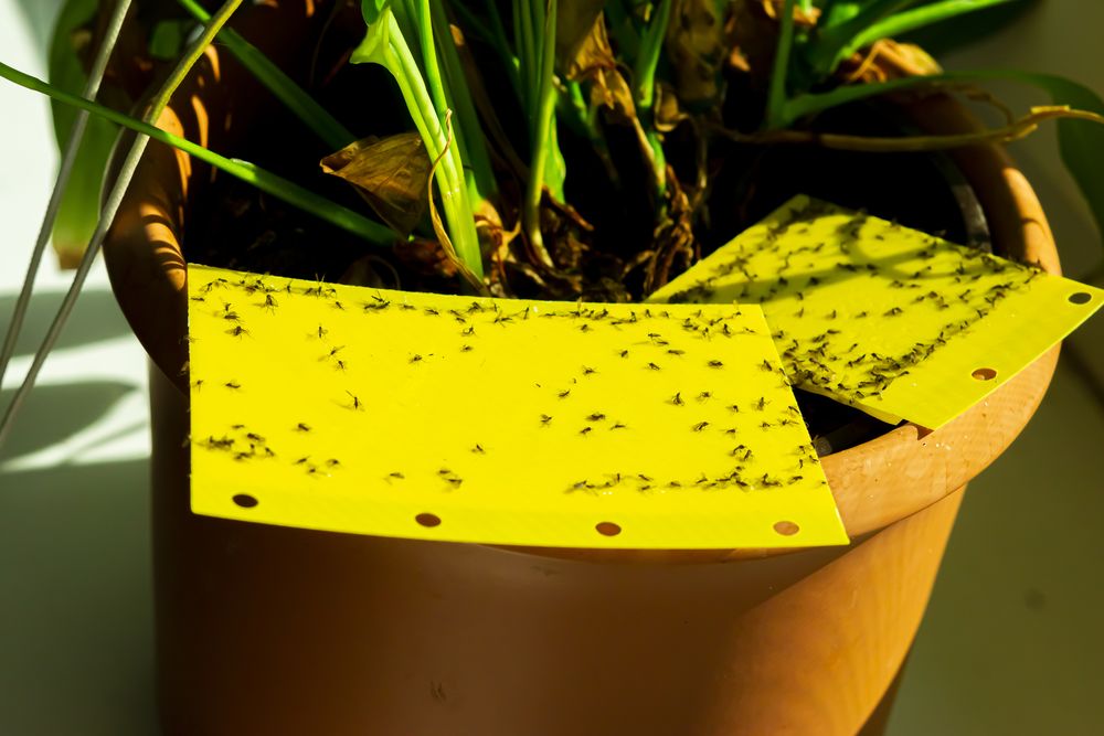 How to get rid of gnats in plants