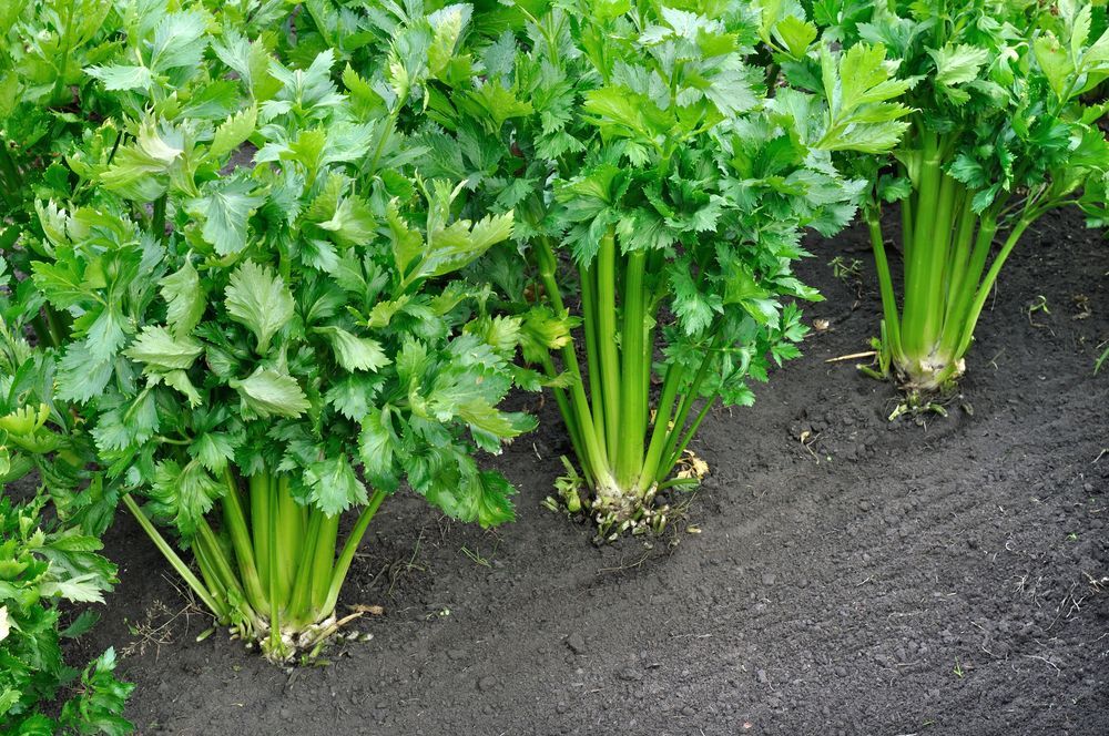 types of celery