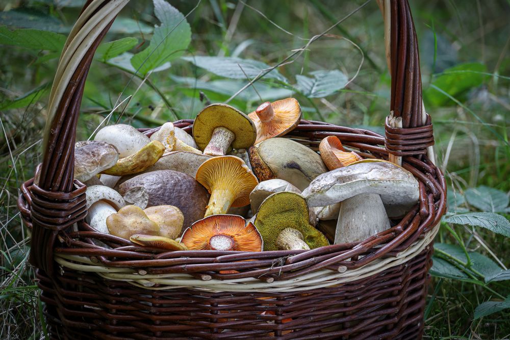 Mushroom variety