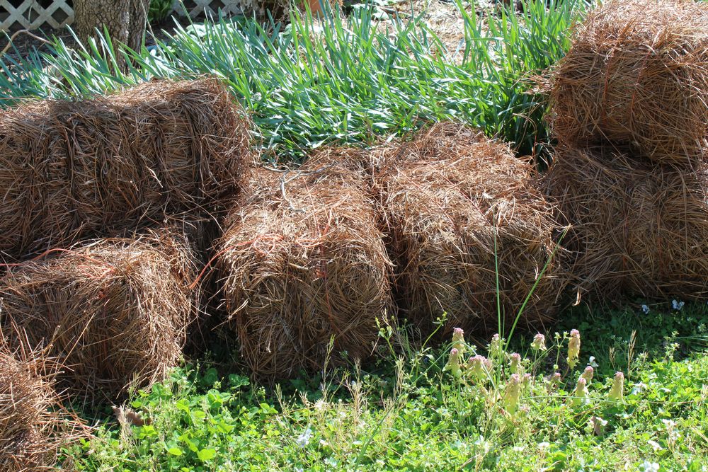Pine straw bales