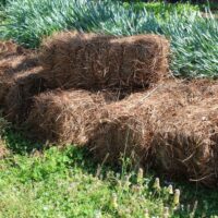 Pine straw mulch