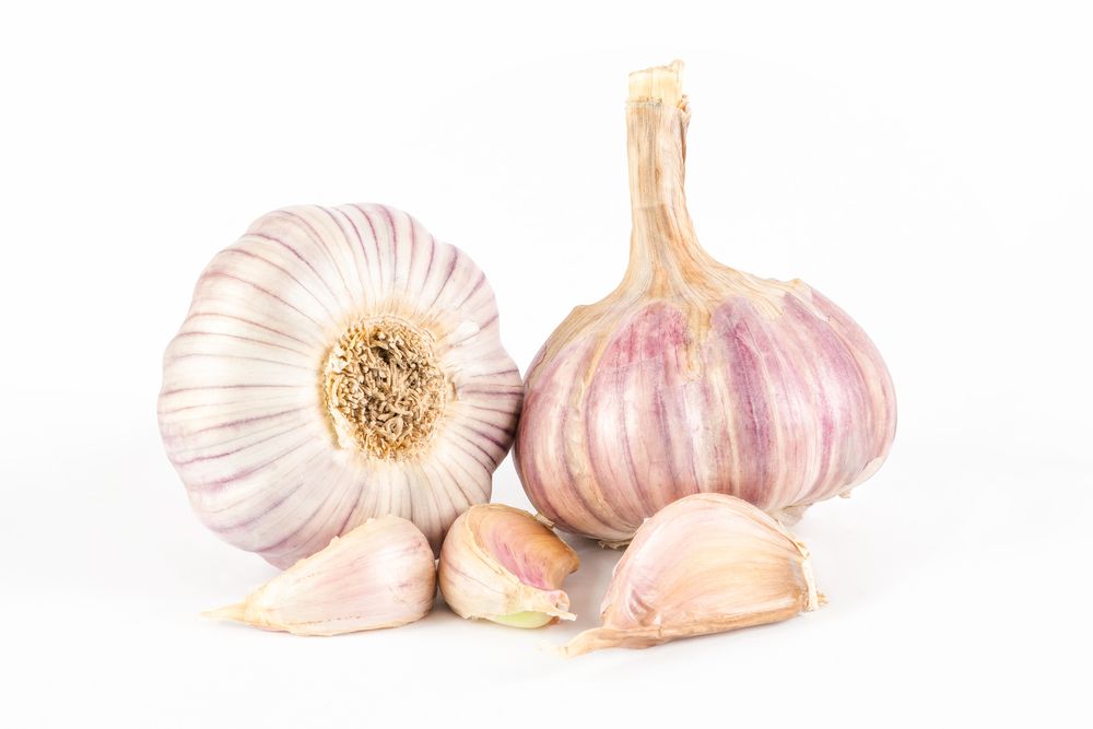 Types of garlic purple stripes garlic