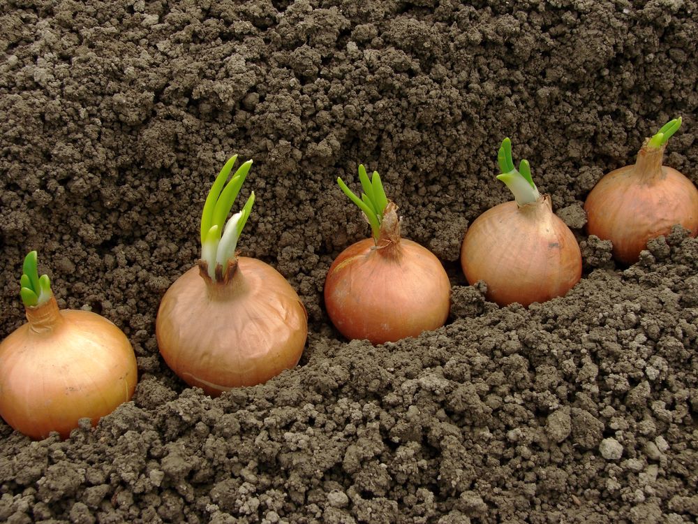 Onions by day length