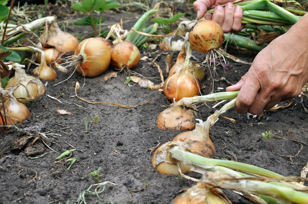 When to harvest onions