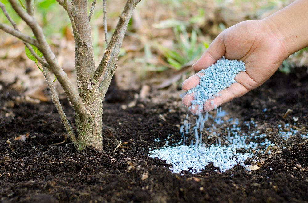 Fertilizing how to plant a tree