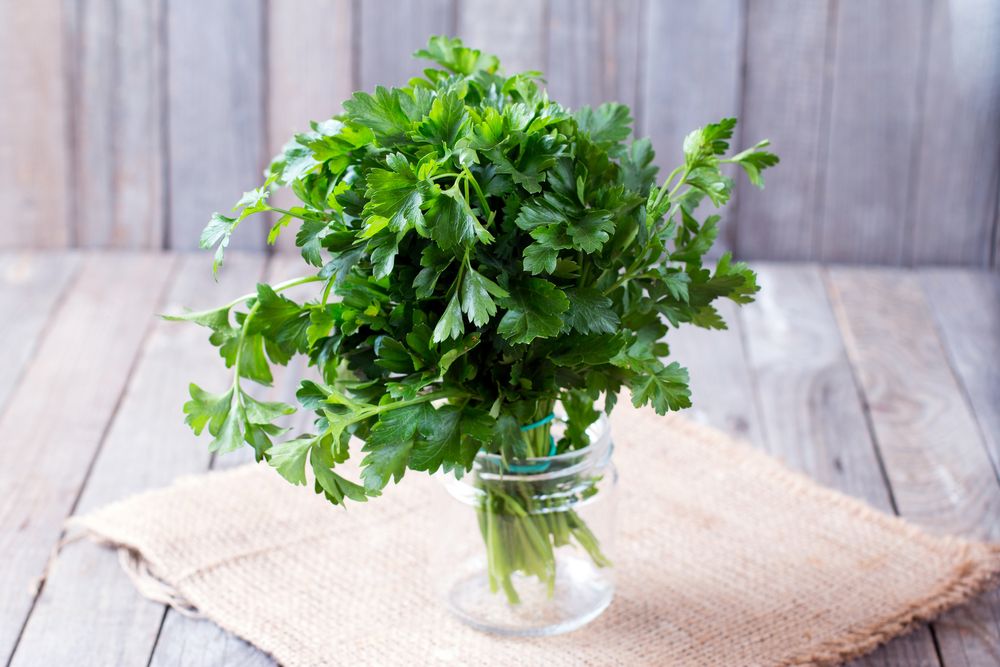 How to buy cilantro