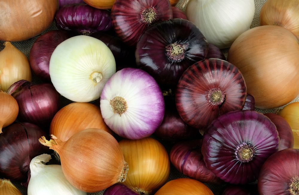 how to grow onions correctly