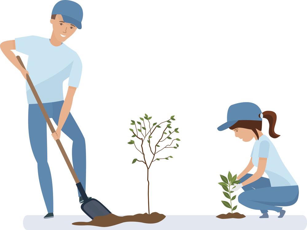 How to plant a tree instructions