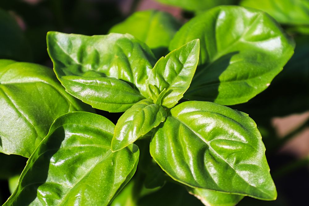 How to store basil basil health benefits