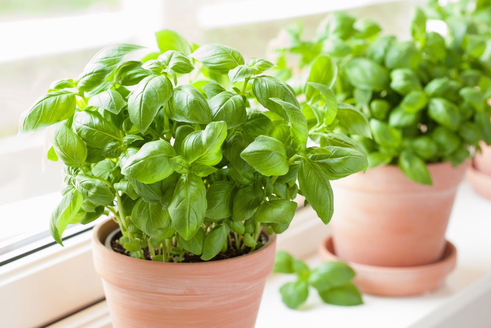 How to store basil info