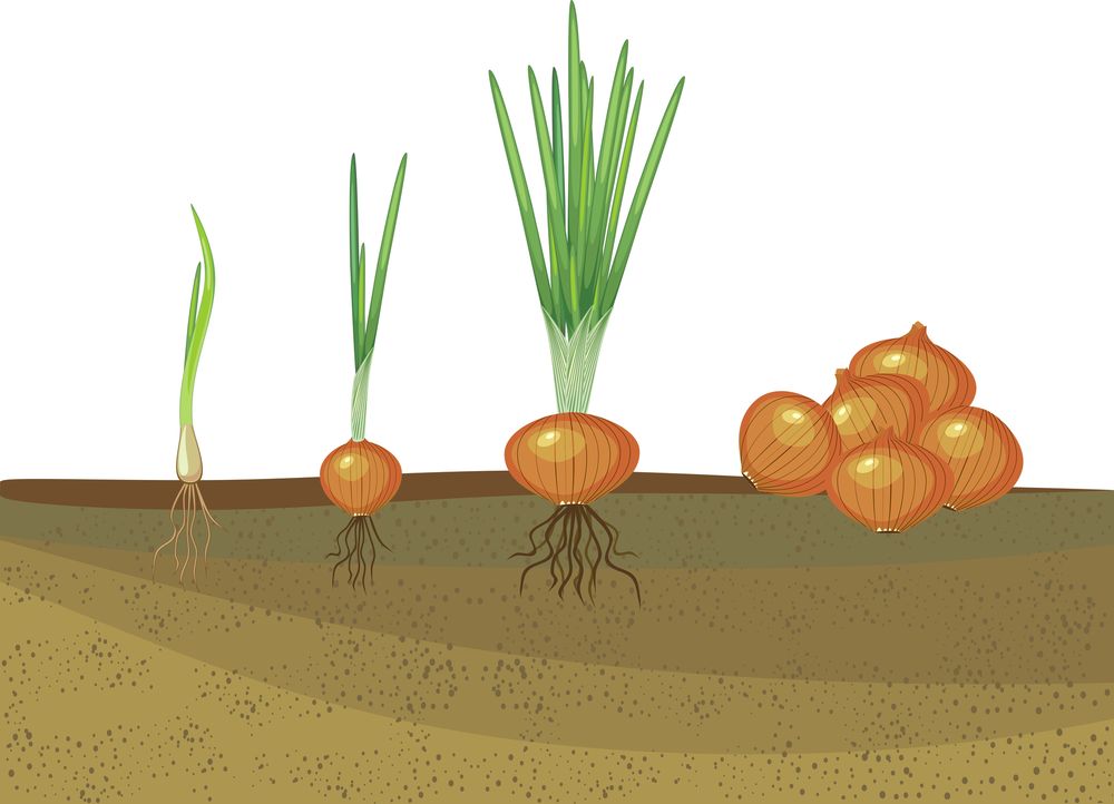 the life cycle of onions