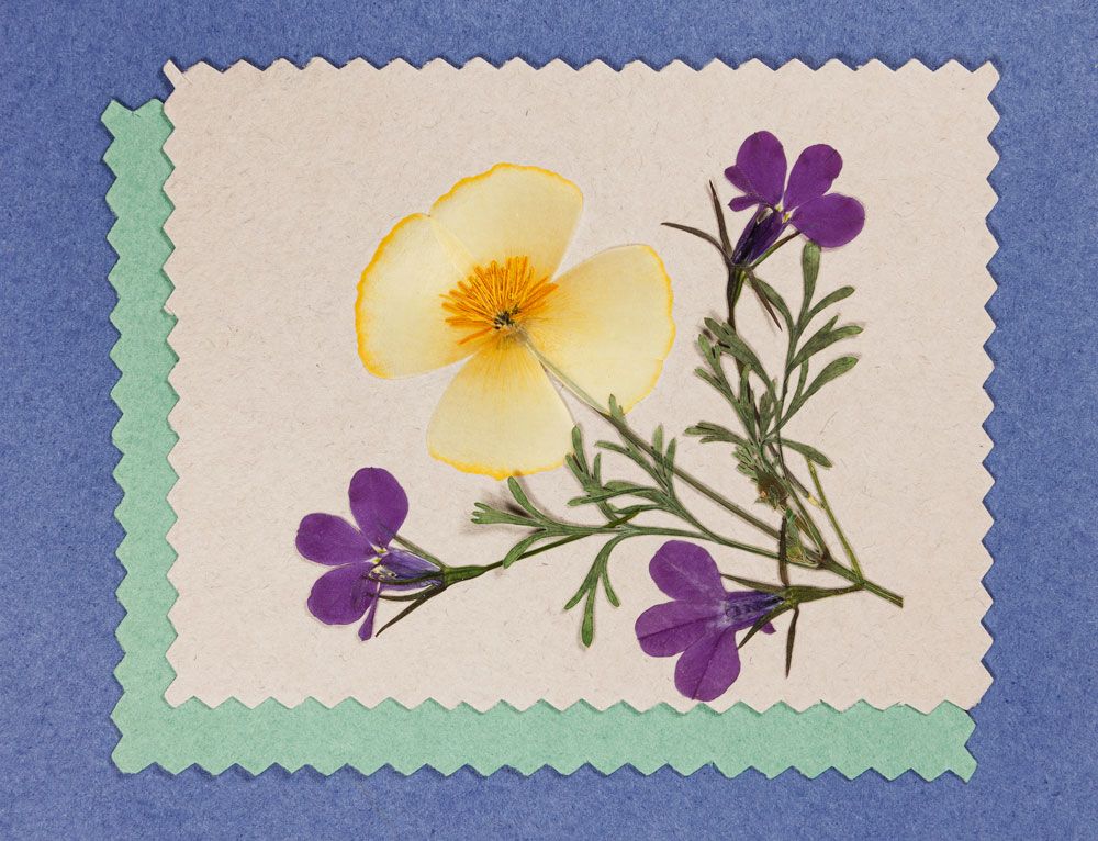 Pressed flower cards