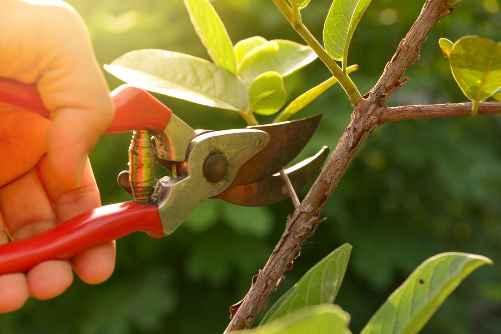 Pruning how to plant a tree