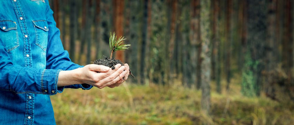 Tree planting info