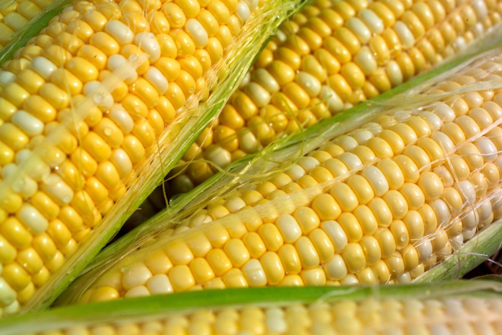 Cob corn