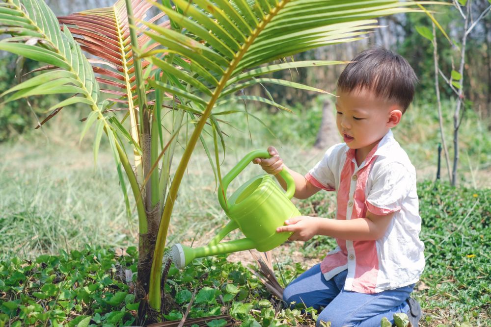 watering a coconut tree