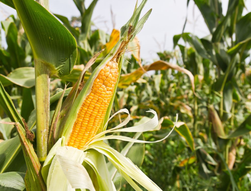 Corn on the stalk plantation