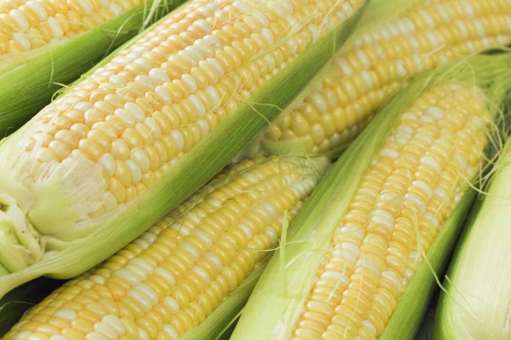 sweet fresh corn