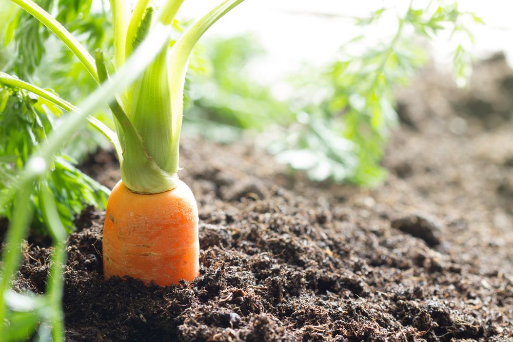 How to store carrots tips and tricks