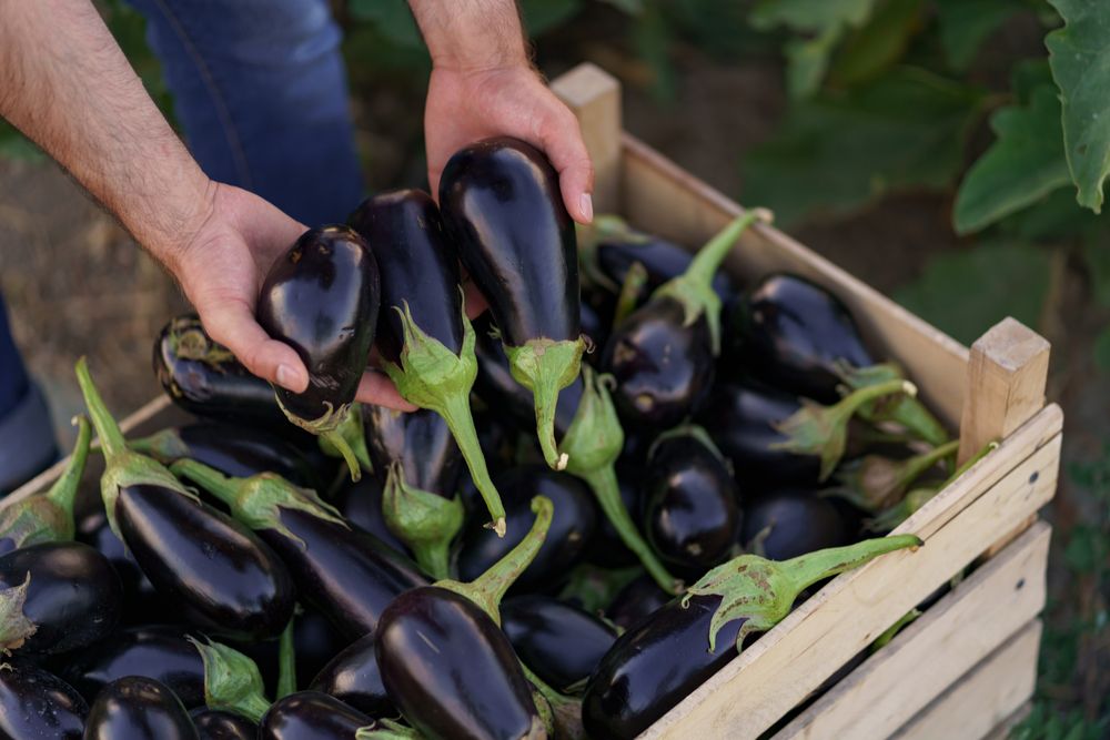 How to store eggplant faq