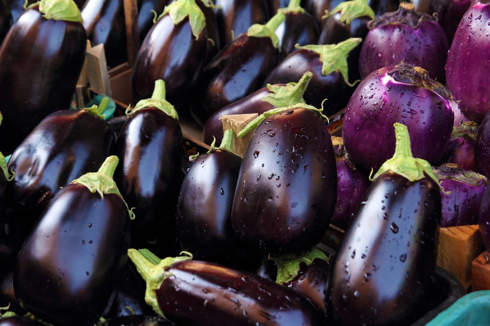 How to store eggplant handling eggplants