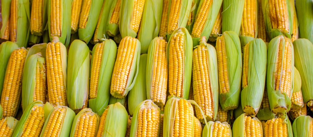 Store corn on the cob