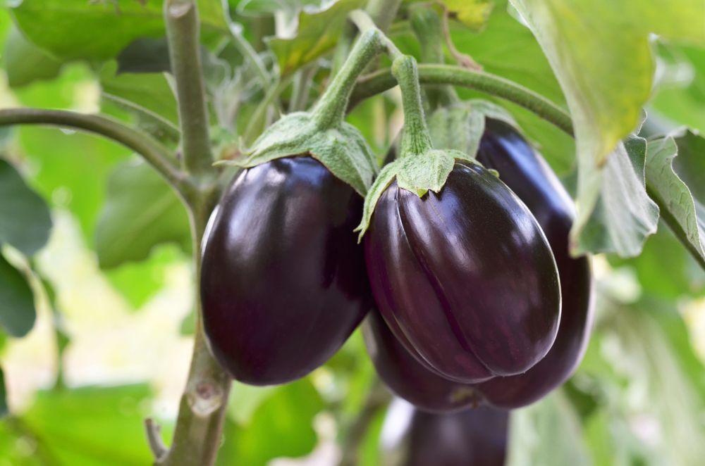 Store eggplant
