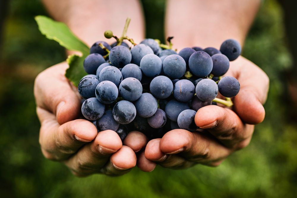 What are the best grapes to eat