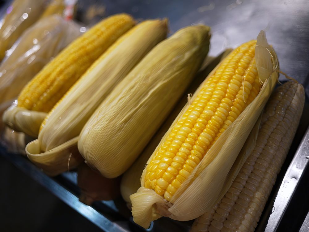 boiled yellow corn with husks