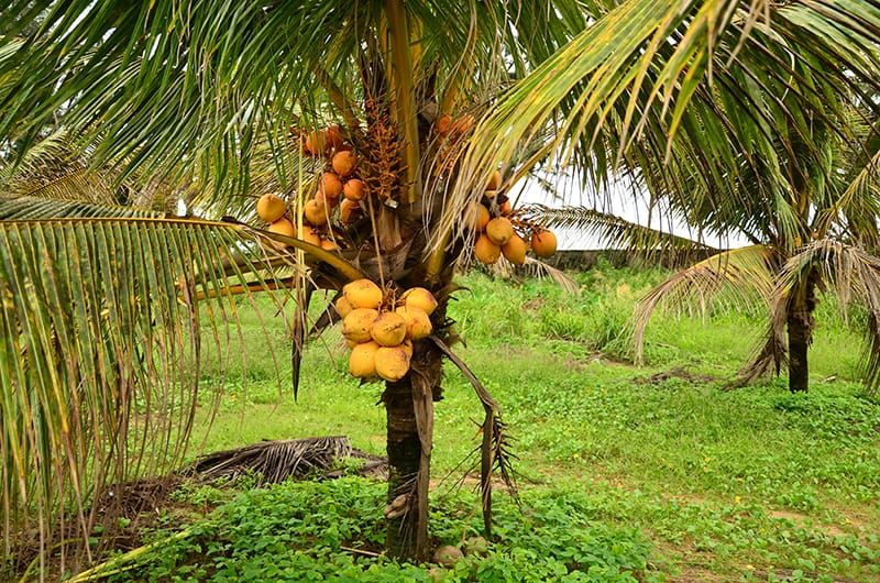 Dwarf coconut tree