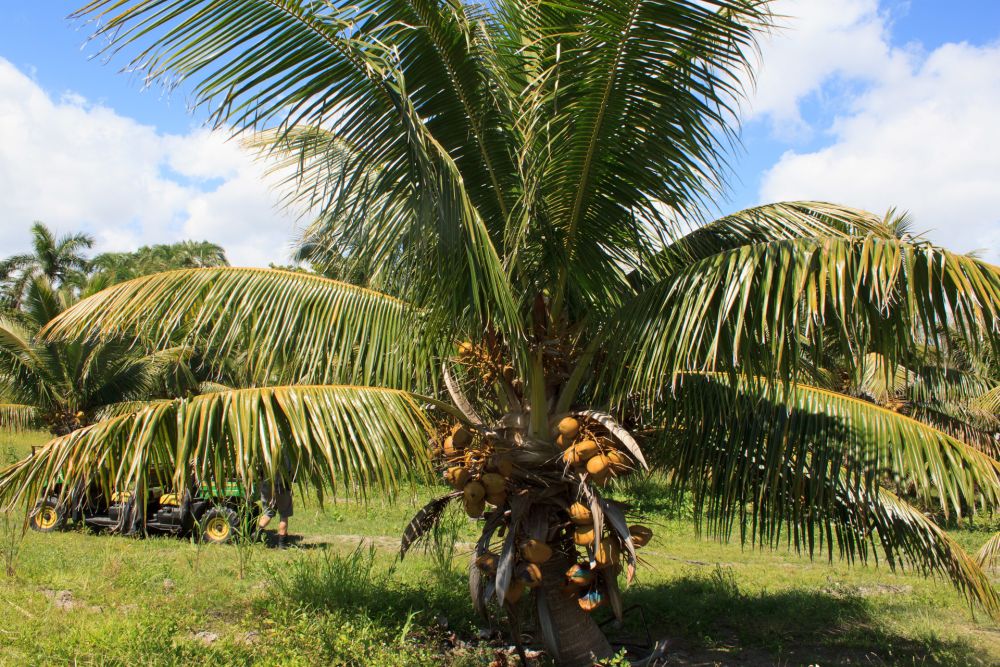Fiji dwarf coconut