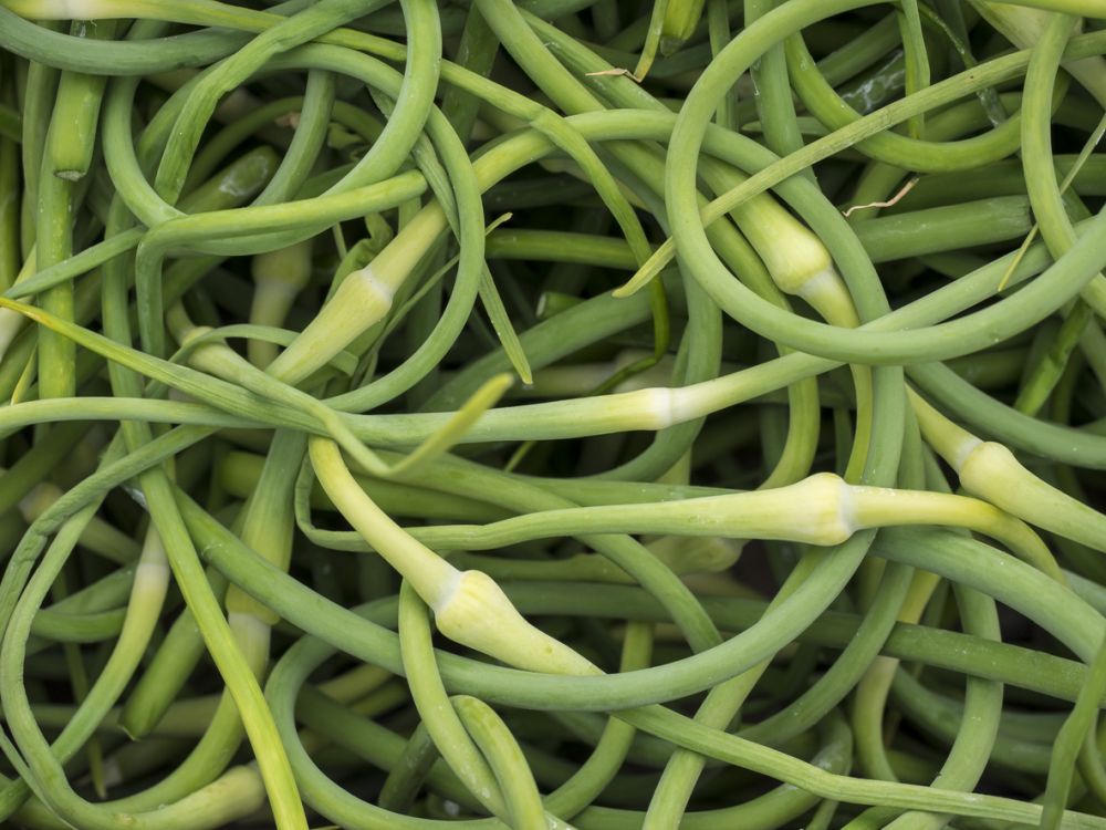 Garlic scapes as chives alternatives