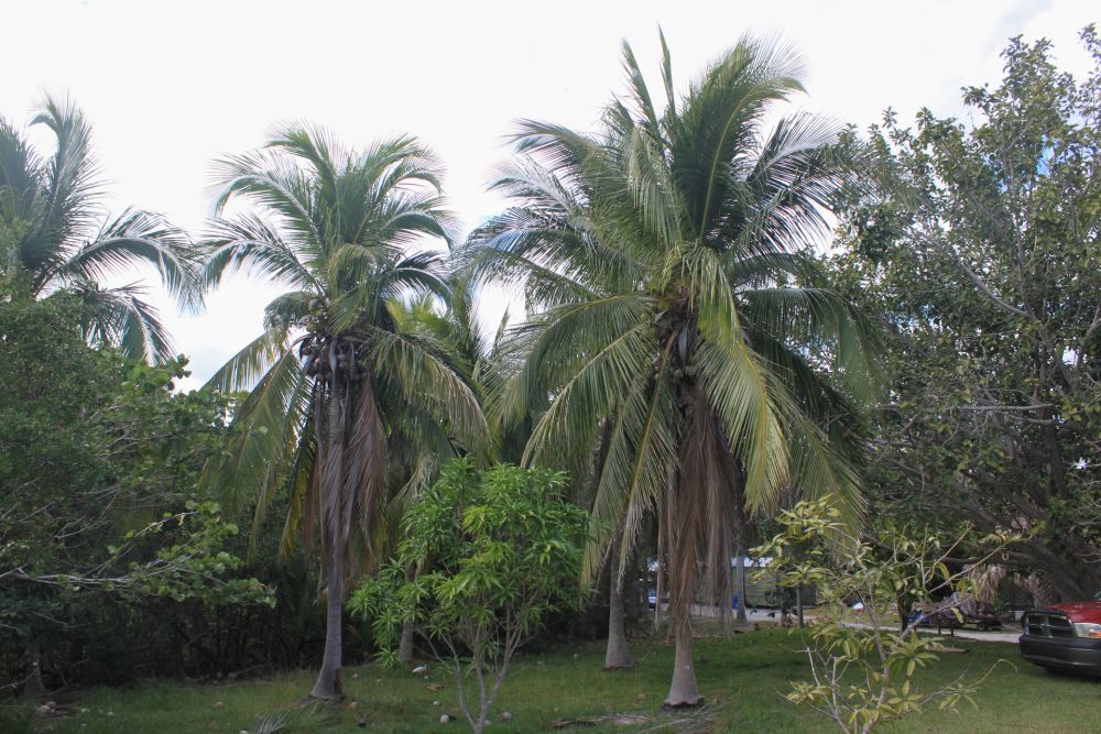 Macapuno coconut tree