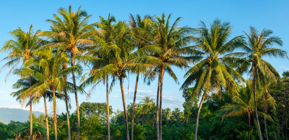 Panama tall coconut tree