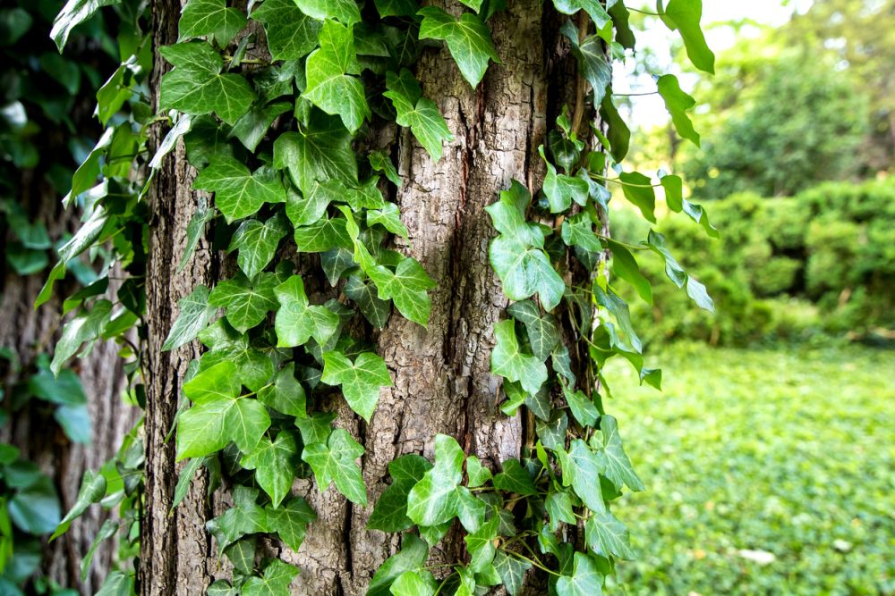 English ivy on tree